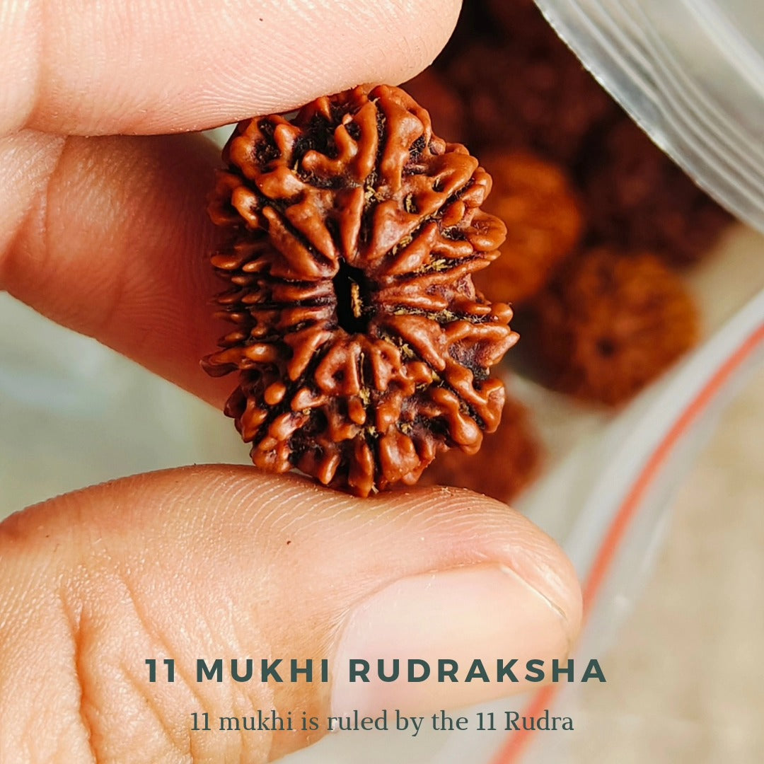 11 Mukhi Rudraksha