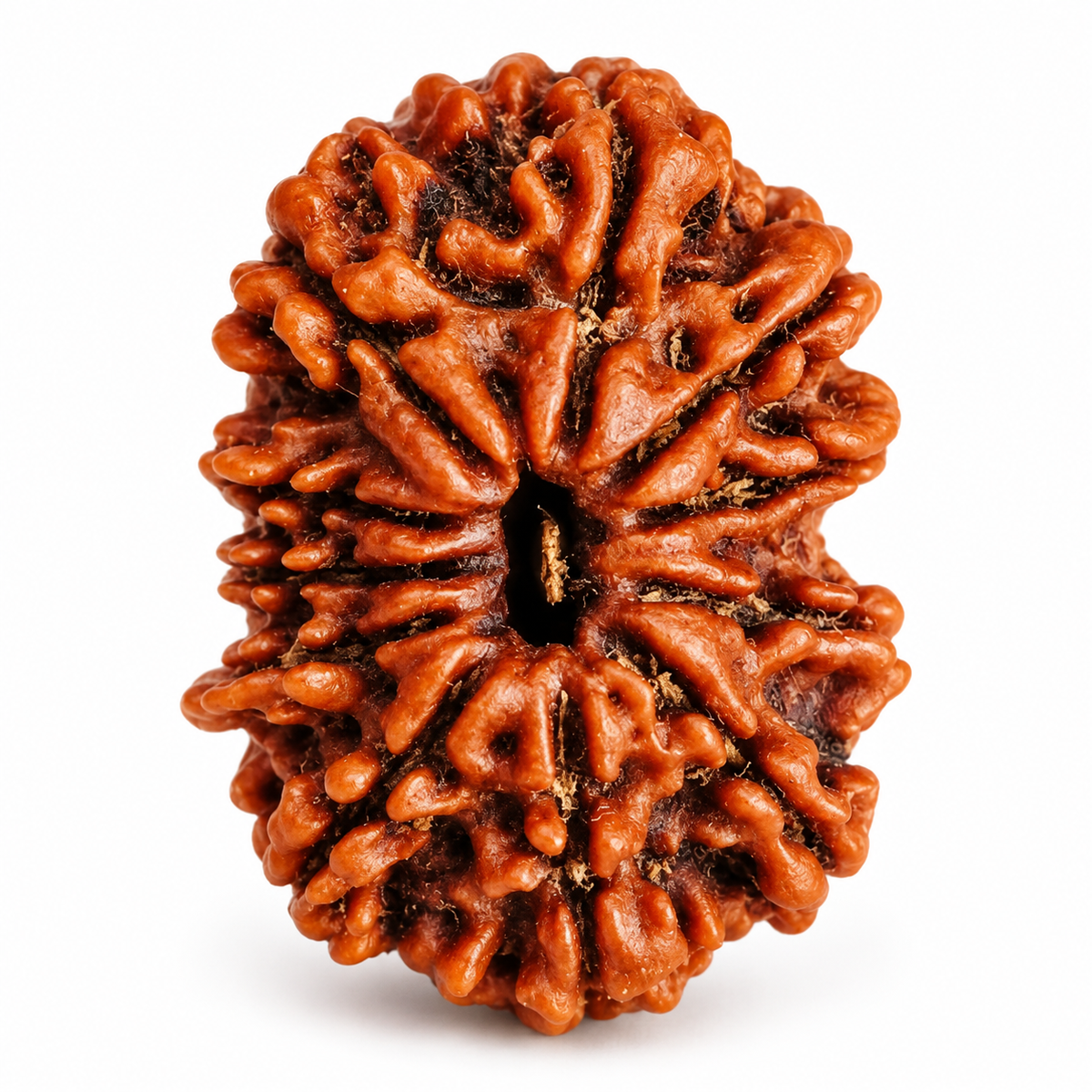 11 Mukhi Rudraksha