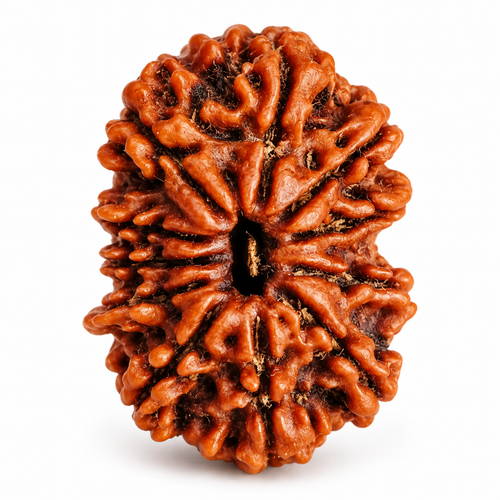 11 Mukhi Rudraksha