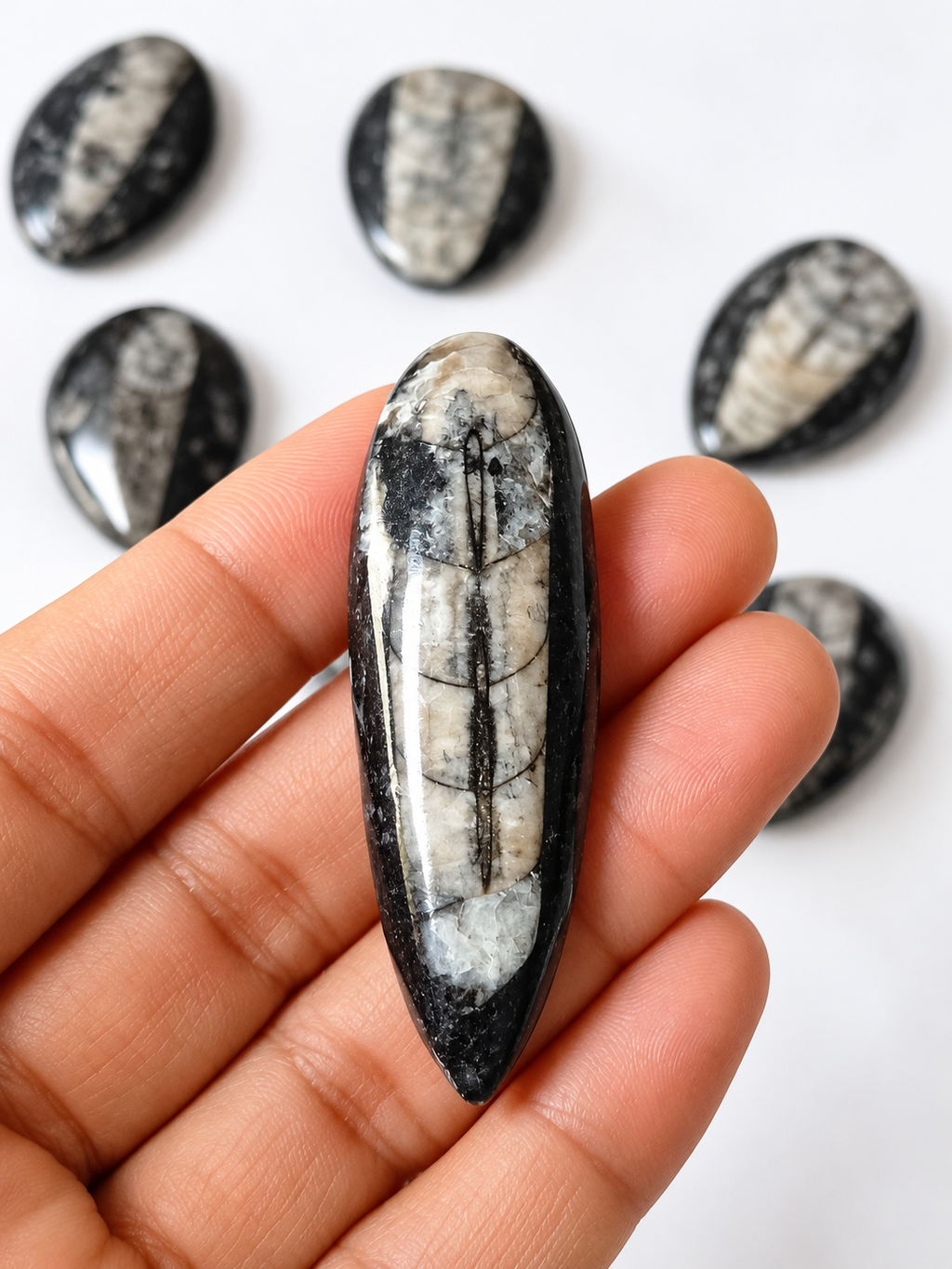 Kuber Stone (Orthoceras Fossil)