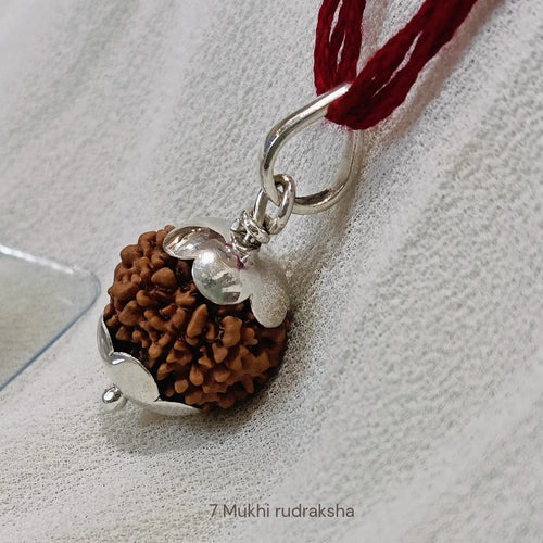 7 Mukhi Nepali Rudraksha