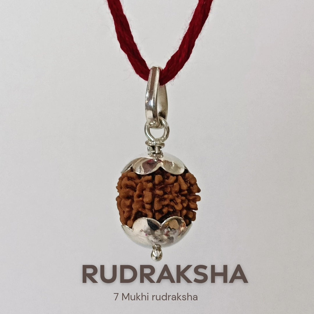 7 Mukhi Nepali Rudraksha