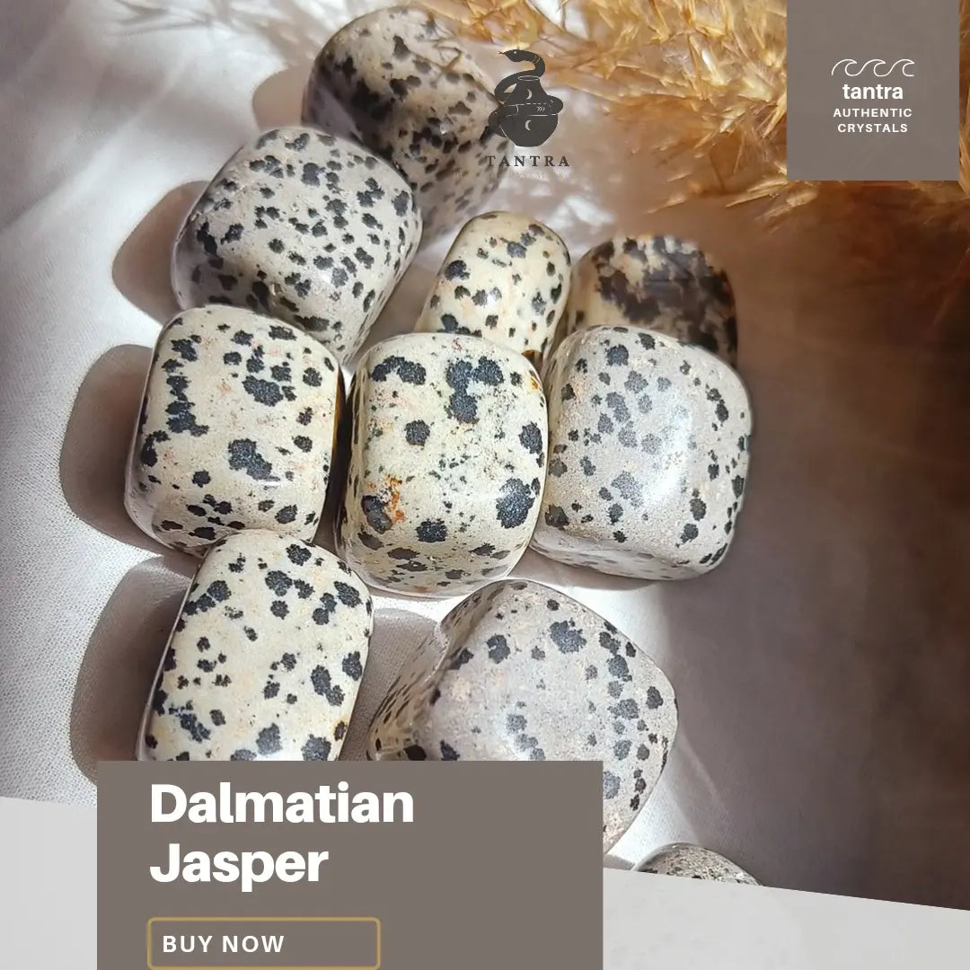 Dalmatian Jasper