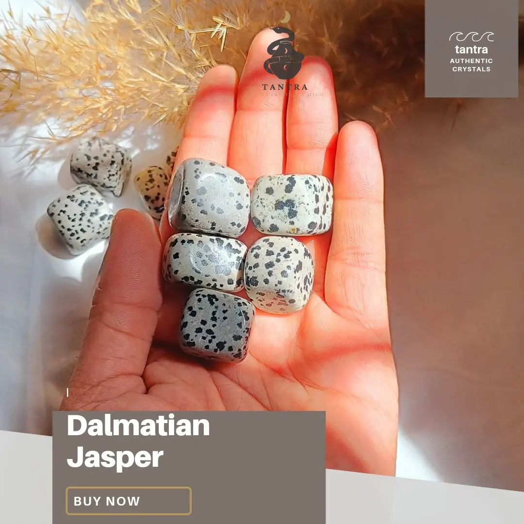 Dalmatian Jasper