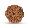Rudraksha