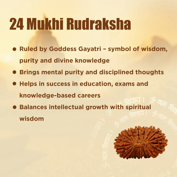 Nepali 24 Mukhi Rudraksha (Twenty-Fourth Faced) for Wisdom, Enlightenment & Spiritual Growth