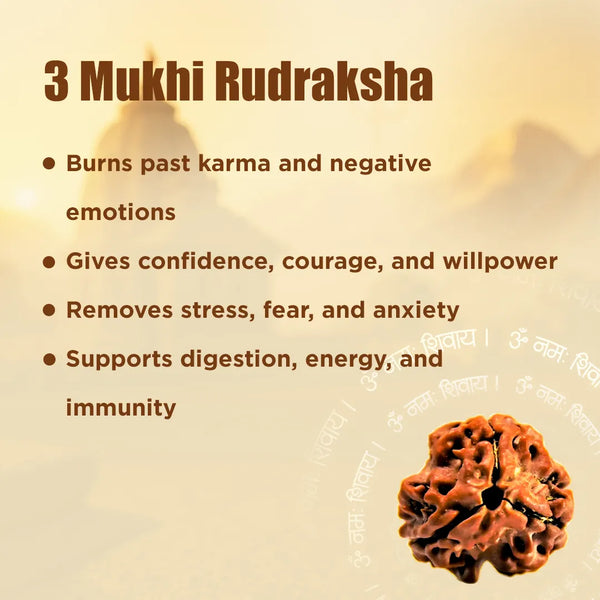 Nepali 3 Mukhi Rudraksha (Three Faced) for Confidence, Healing & New Beginnings