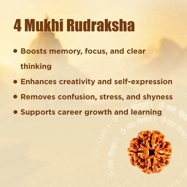 Nepali 4 Mukhi Rudraksha (Four Faced) for Knowledge, Communication & Success