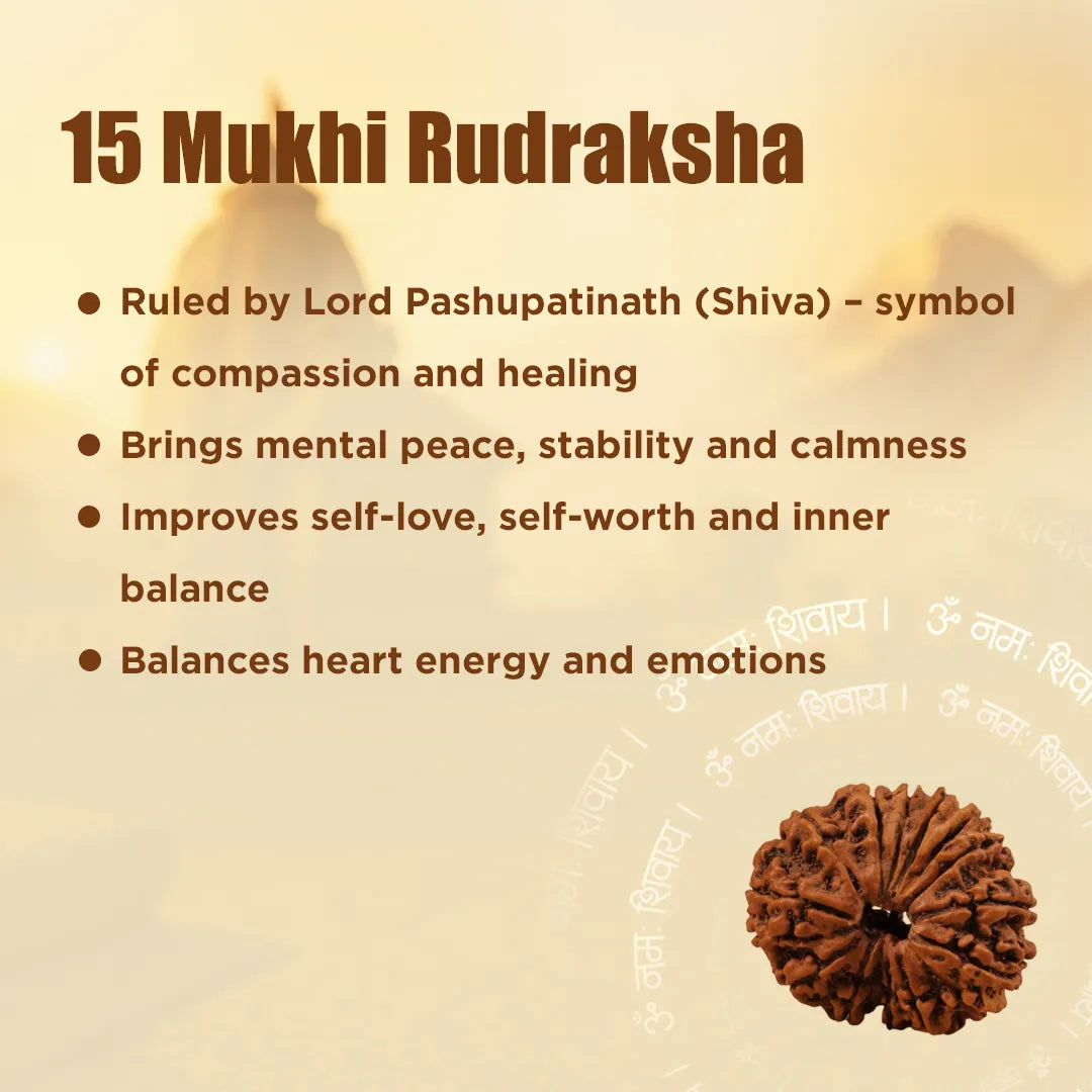 Nepali 15 Mukhi Rudraksha (Fifteen-Faced) for Love, Healing & Emotional Balance