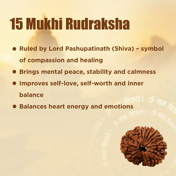 Nepali 15 Mukhi Rudraksha (Fifteen-Faced) for Love, Healing & Emotional Balance