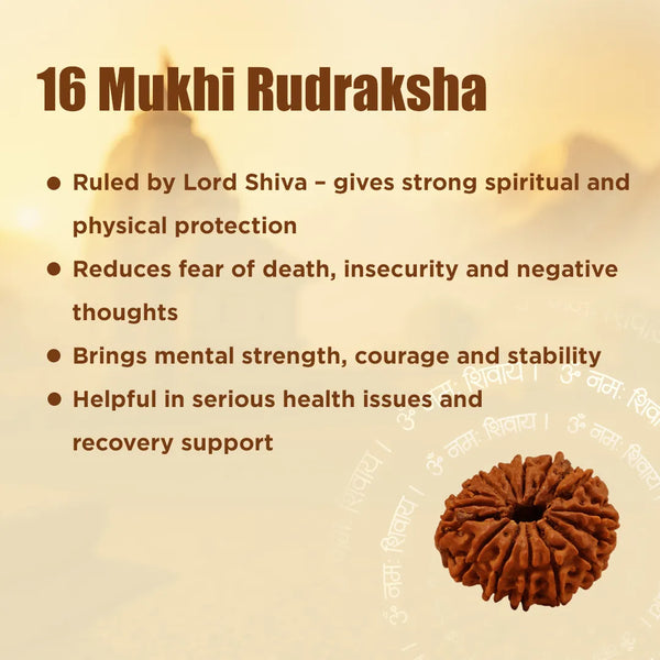 Nepali 16 Mukhi Rudraksha (Sixteen-Faced) for Protection, Victory & Fearlessness