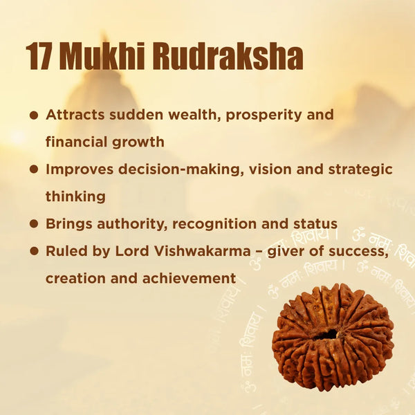 Nepali 17 Mukhi Rudraksha (Seventeen-Faced) for Wealth, Success & Manifestation