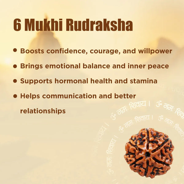 Nepali 6 Mukhi Rudraksha (Six Faced) for Confidence, Control & Success