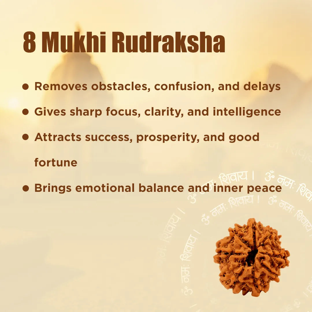 Nepali 8 Mukhi Rudraksha (Eight Faced) for Success, Clarity & Obstacle Removal