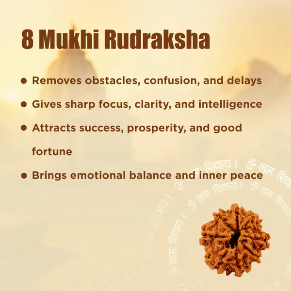 Nepali 8 Mukhi Rudraksha (Eight Faced) for Success, Clarity & Obstacle Removal