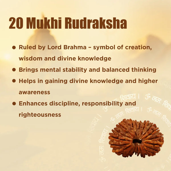 Nepali 20 Mukhi Rudraksha (Twenty-Faced) for Knowledge, Wisdom & Spiritual Growth
