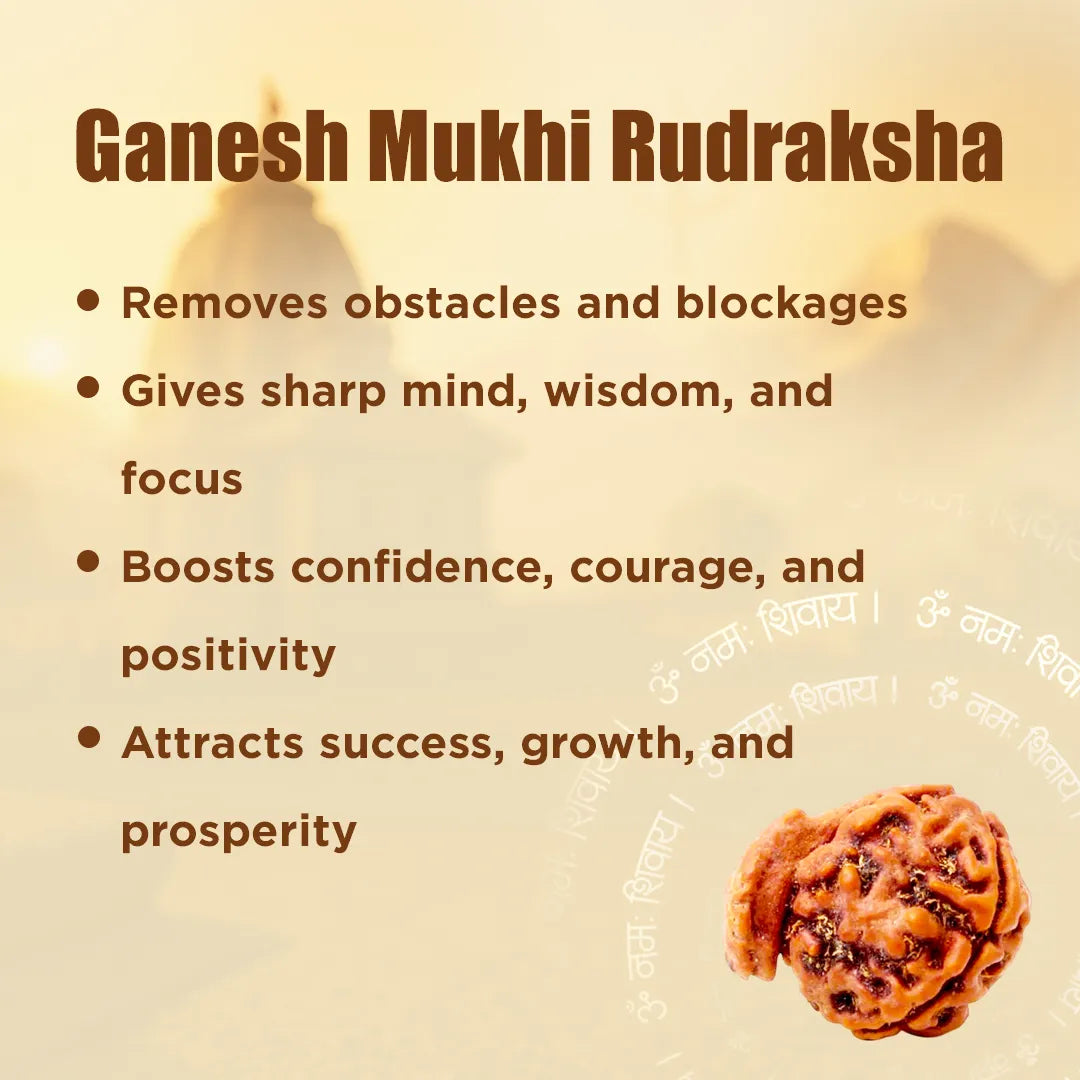 Ganesh Mukhi Rudraksha for Success, Wisdom & Obstacle Removal