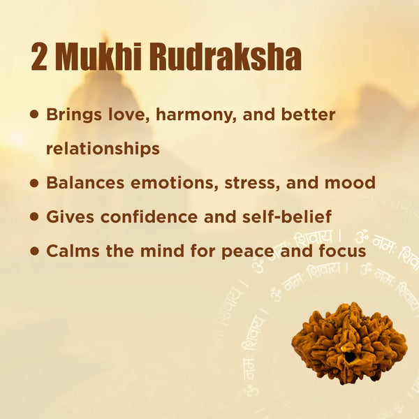 Nepali 2 Mukhi Rudraksha (Two Faced) for Love, Harmony & Relationship Balance