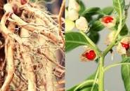 Ashwagandha Mool – Strength, Vitality & Energy Balance Root