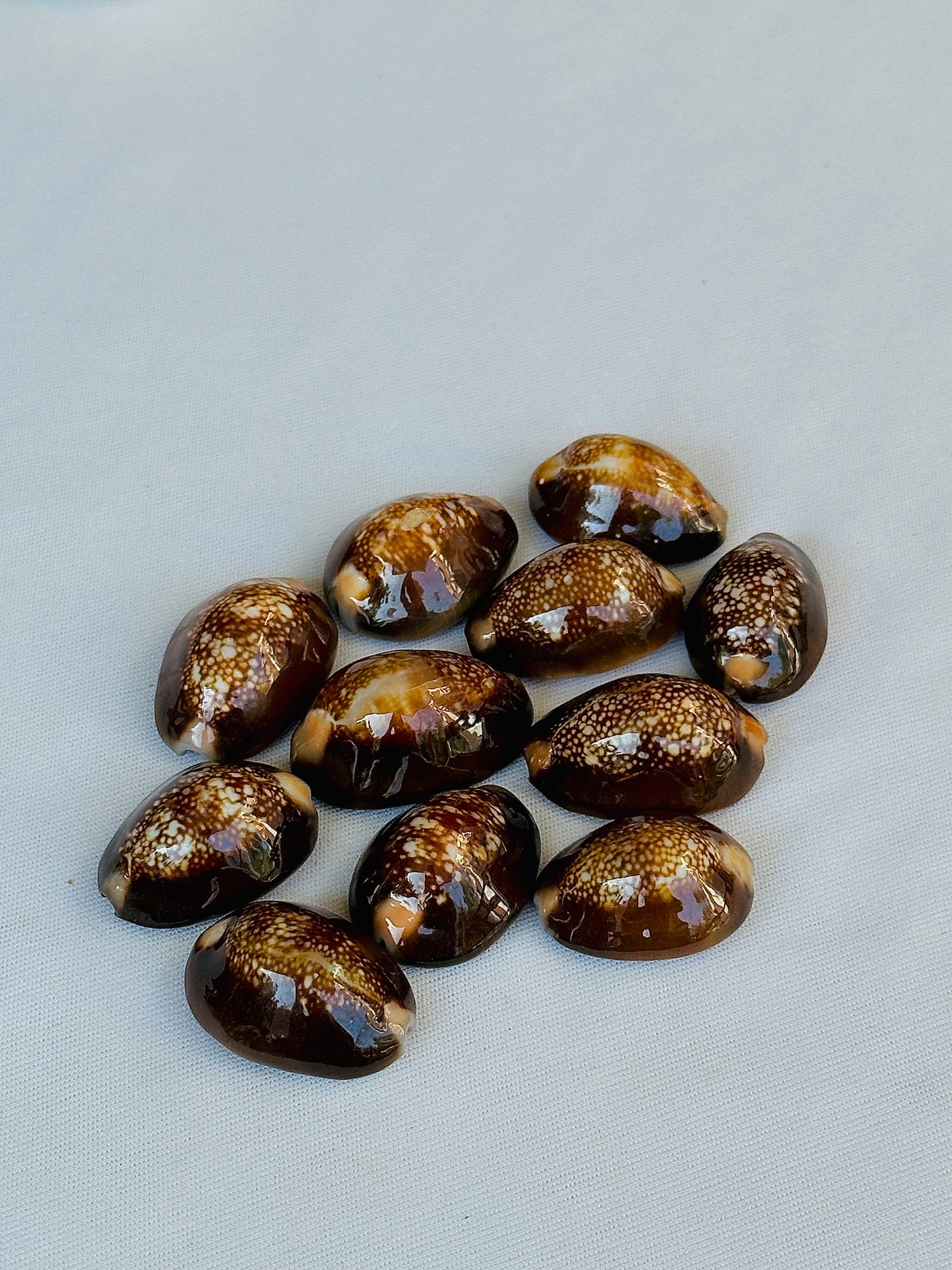 Black Cowrie