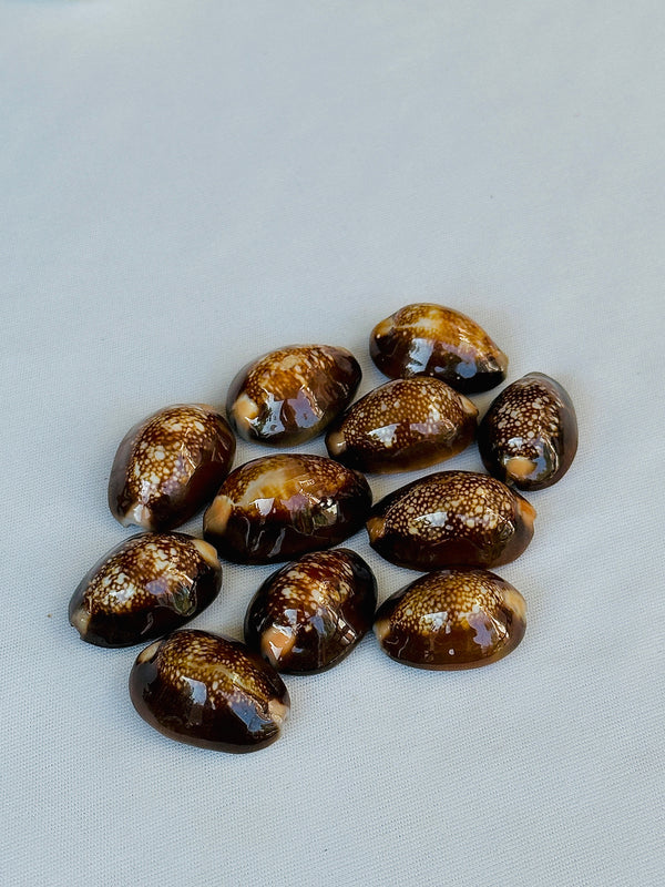 Black Cowrie