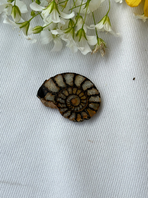 Ammonite Fossil