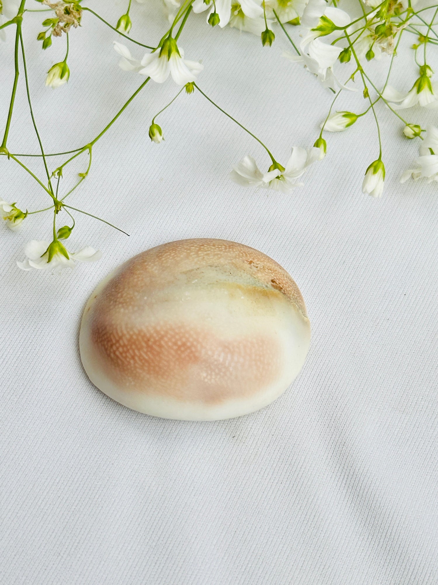 Gomti Chakra Shell