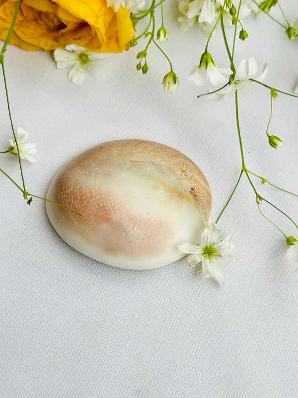 Gomti Chakra Shell