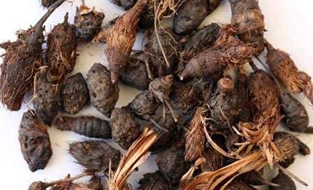 Nagarmotha Root – Calm Mind, Energy Balance & Spiritual Stability