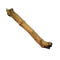 Dhatura Roots – Protection, Energy Control & Spiritual Strength