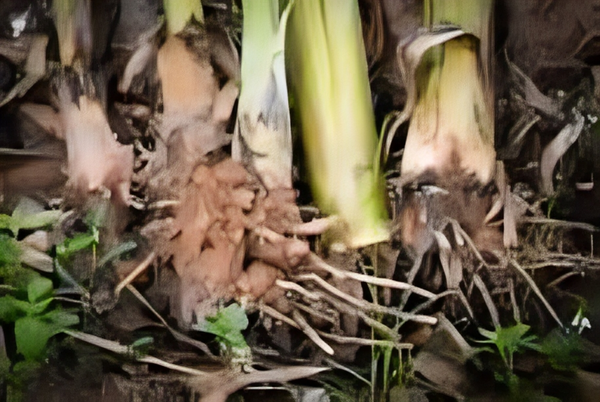 Banana Roots (Kele Ki Jad) – Fertility Support, Prosperity & Auspicious Energy