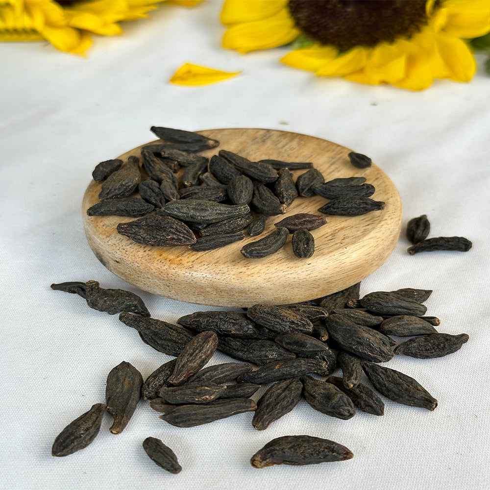 Harad / Haritaki Seed – Purification, Protection & Spiritual Cleansing Seed