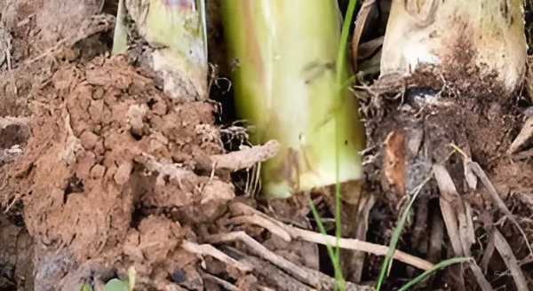 Banana Roots (Kele Ki Jad) – Fertility Support, Prosperity & Auspicious Energy